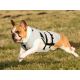 Manteau Rafraichissant pour chien DRY Cooling Vest