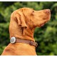 Animo - Tracker d'activité pour chien