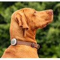 Animo - Tracker d'activité pour chien