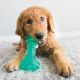 KONG Dental Squeezz - Jouet pour chien