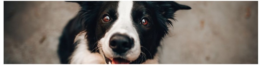 Pâtes et gels Chien