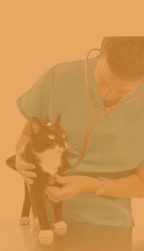 Direct Vet Be La Qualite Veterinaire Au Tarif Du Web Direct Vet Be