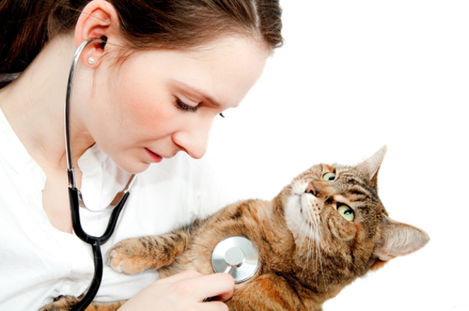 Direct Vet Be La Qualite Veterinaire Au Tarif Du Web Direct Vet Be